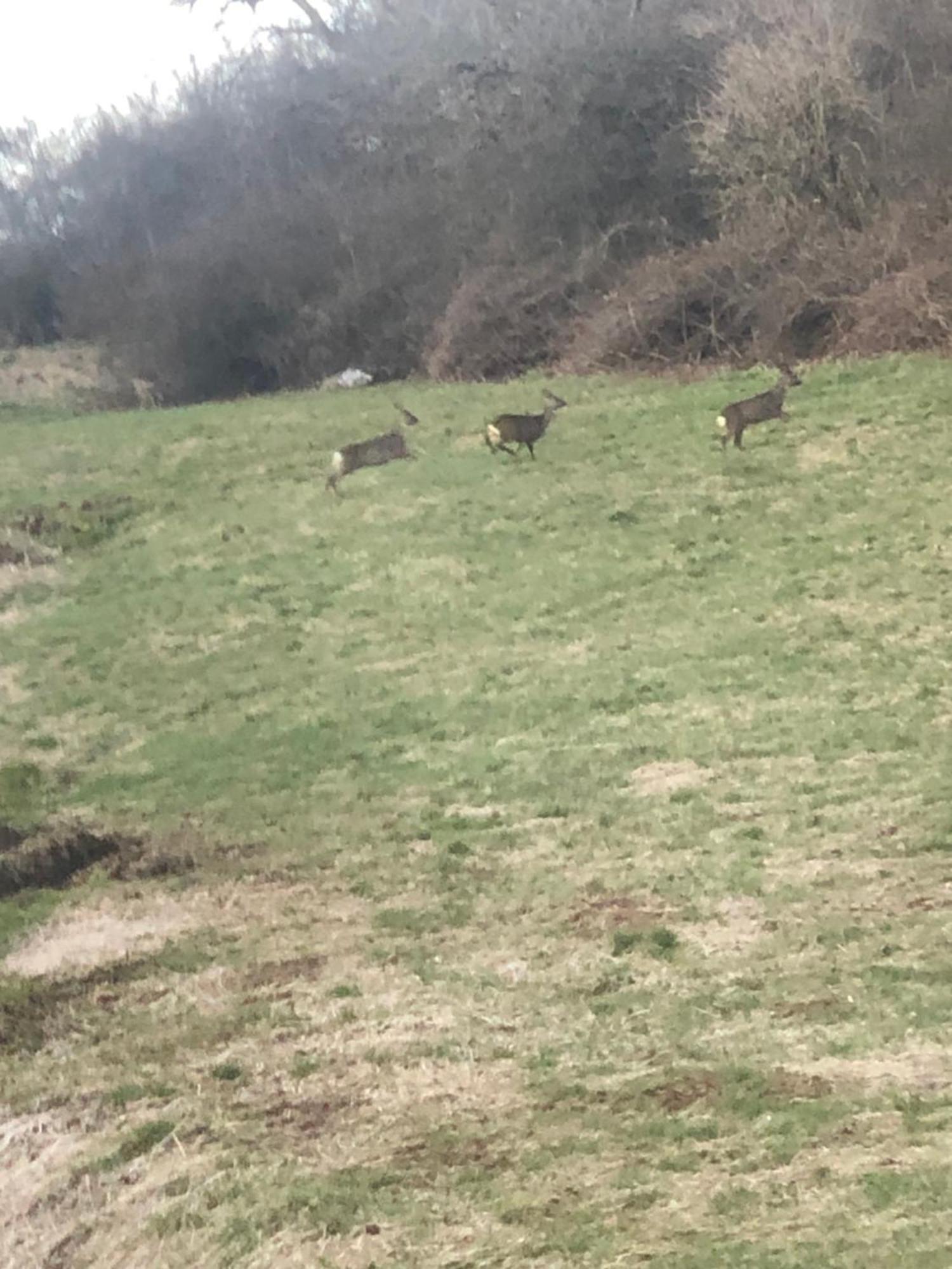 Pension Zur Quelle Deudesfeld Buitenkant foto