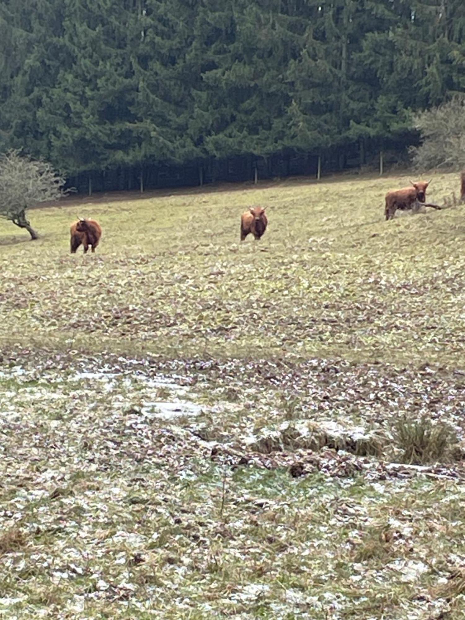Pension Zur Quelle Deudesfeld Buitenkant foto